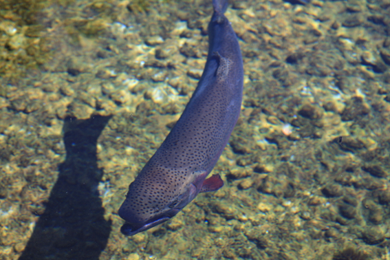 www.genwair.com Bull river rainbow Trout