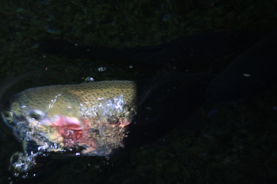 www.genwair.com Rising Bull River Rainbow Trout